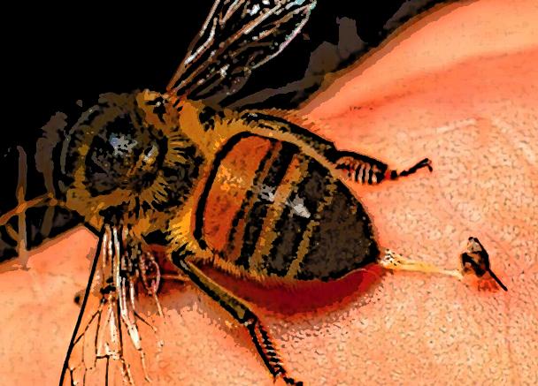 Abejas atacan a tres personas en calles de Teziutlán