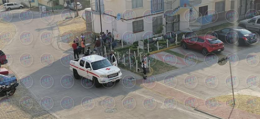 Atacan abejas a vecinos en Casas Geo de Atlixco