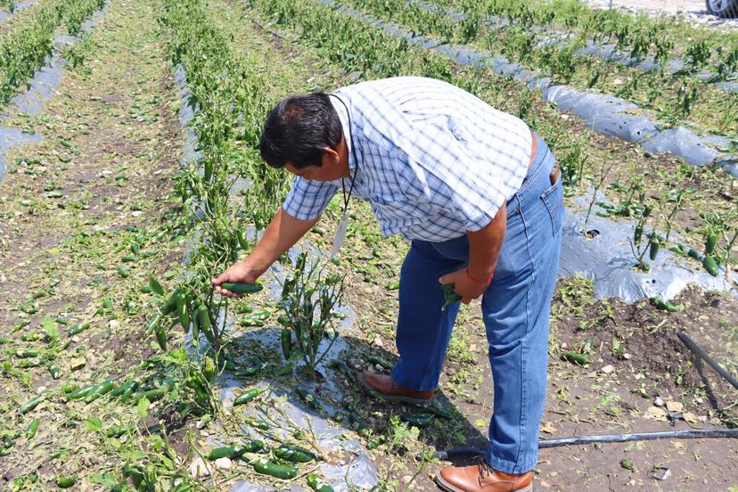 Casi 500 hectáreas de cultivos se dañaron por lluvias en Tehuacán 