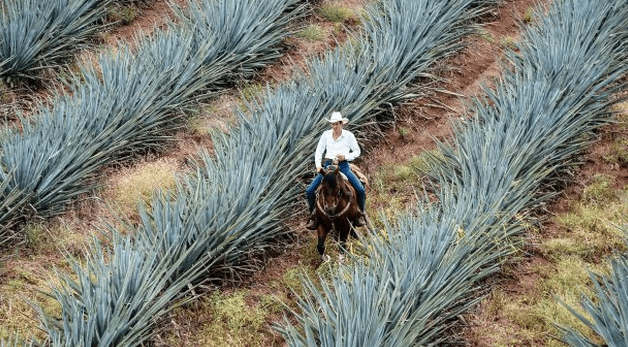 Más allá del tequila y mezcal, tres bebidas para degustar