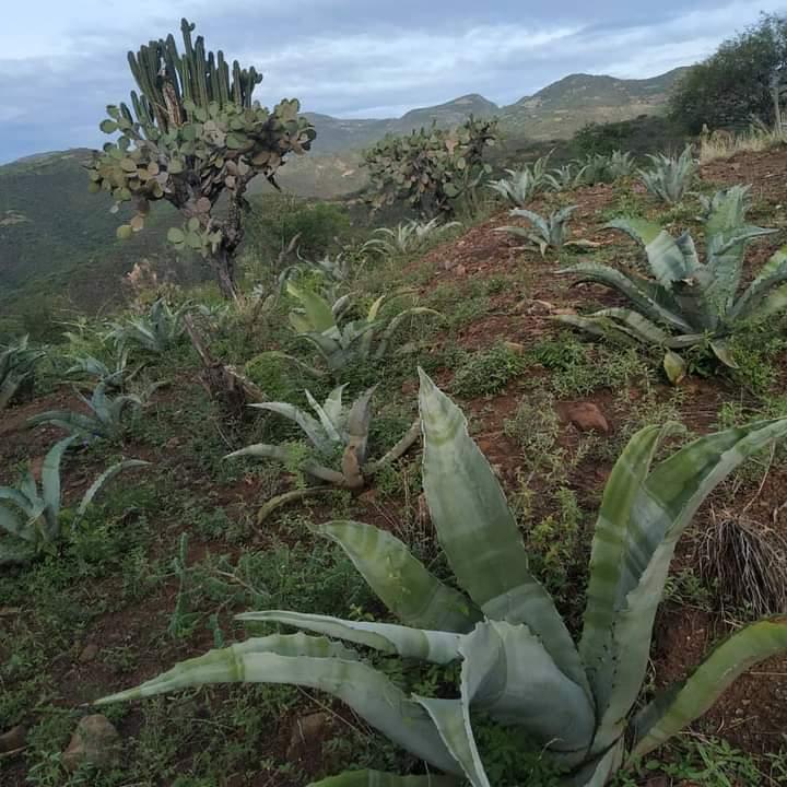 Extraen 15 mil agaves para mezcal al mes de la Reserva Tehuacán-Cuicatlán