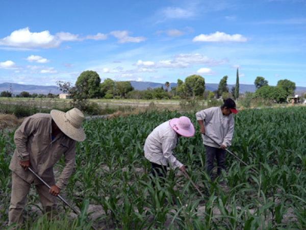 Viajan rumbo a Canadá trabajadores agrícolas de Puebla