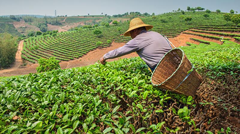 Producción agrícola llegará a los 273.3 millones de toneladas en 2022: SIAP