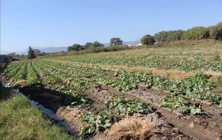 Agricultores regalan sus mercancías por bajas ventas en Tehuacán