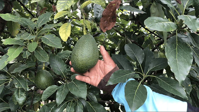 Amenazan a oficial de EU en Michoacán y se detiene exportación de aguacate