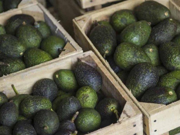 Estados Unidos suspende exportación de aguacate por inseguridad en Michoacán