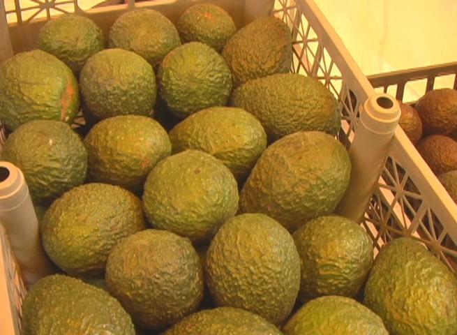 Aguacateros buscan apoyo para evitar robos y exportar