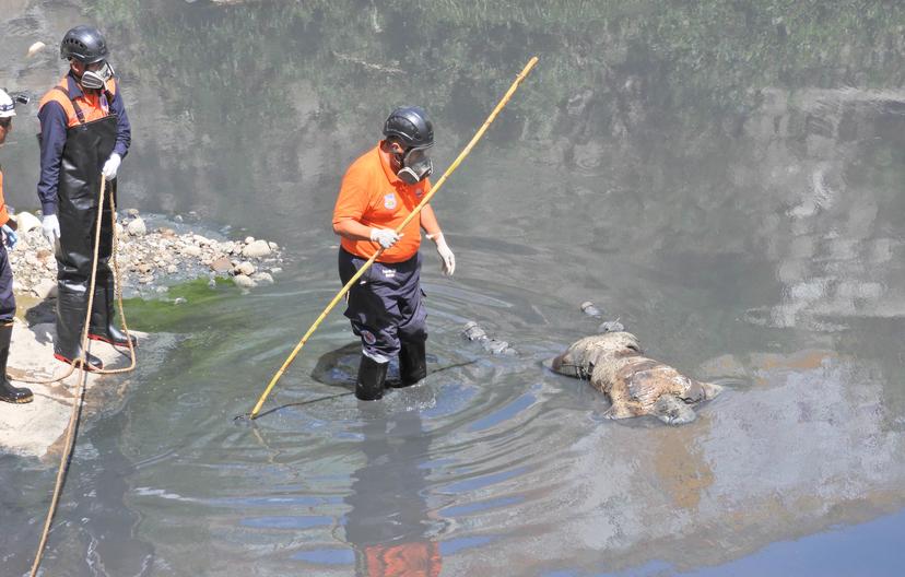 Hallan cadáver flotando en el río Alseseca