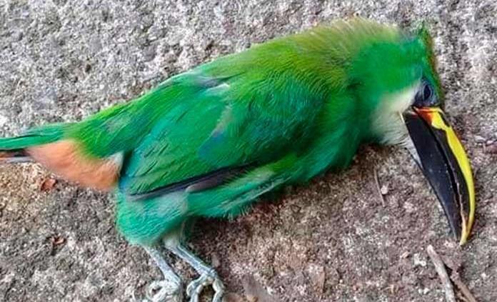 Aves caen muertas en San Luis Potosí a causa del calor