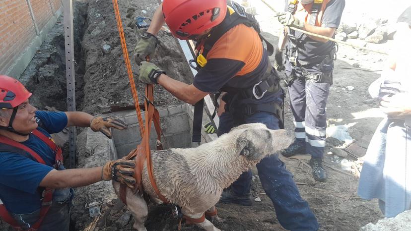 Bomberos de San Andrés Cholula rescatan a dos canes