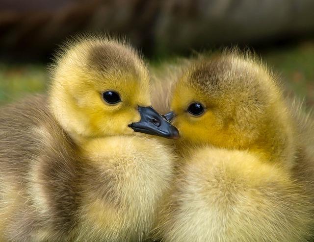 Compró huevos en el supermercado y los incubó, nacieron tres patos