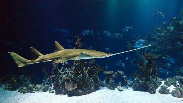 Este sábado abre sus puertas el acuario Michin Puebla