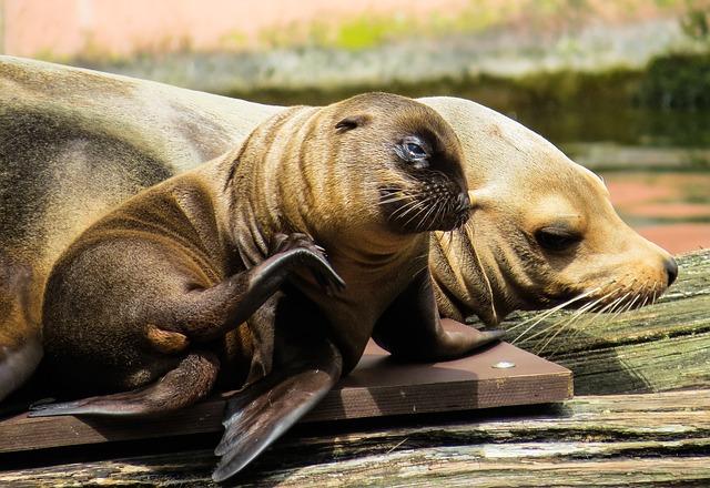 137 lobos marinos fueron encontrados muertos en Baja California