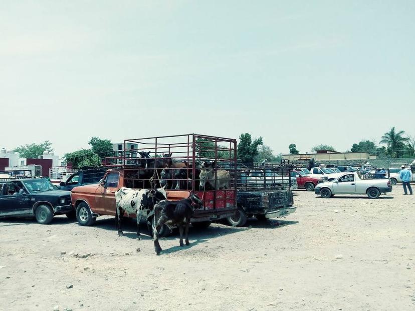 Izúcar, con la segunda plaza ganadera más grande de la Mixteca