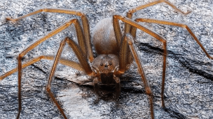 Araña violinista, de esta manera te puedes proteger de este arácnido mortal