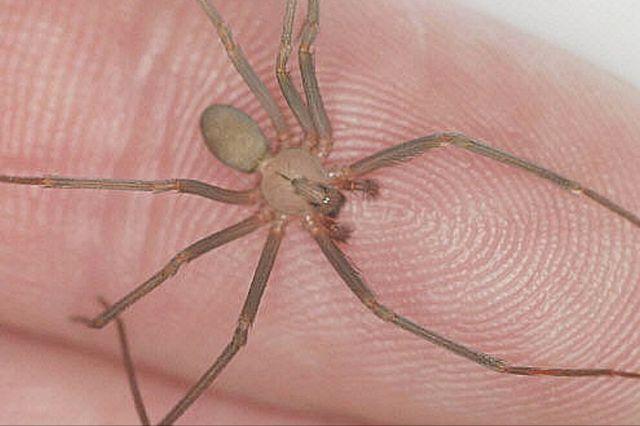 Temporada de araña violinista en México: lo que debes saber