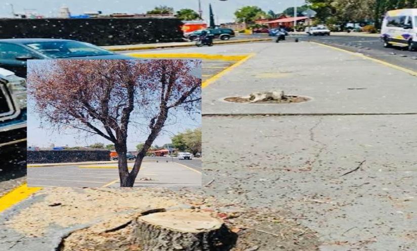 Retiran árbol en mal estado en Atlixco para prevenir riesgos