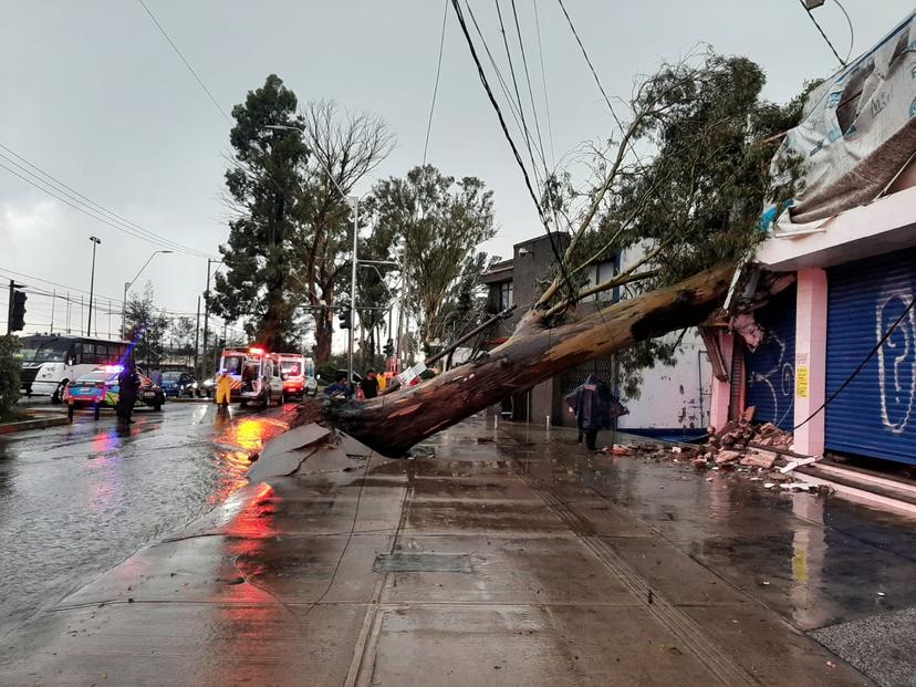 Tormenta tira árbol sobre un local del Bulevar Xonaca