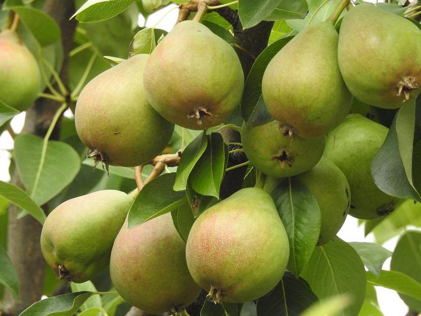 Caída de ceniza favorece a los árboles frutales en la zona de Tochimilco