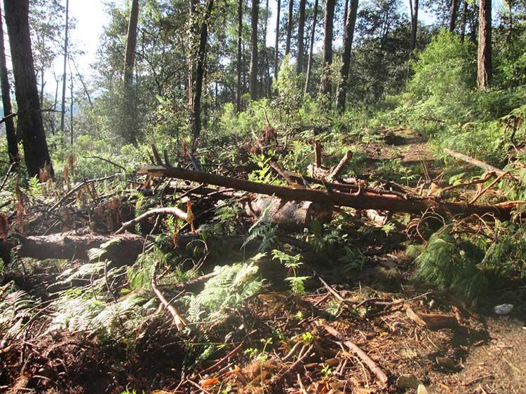 Denuncian tala clandestina de 300 árboles en Ahuazotepec