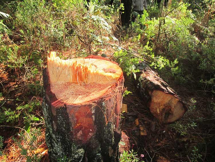 Denuncian tala clandestina de 300 árboles en Ahuazotepec