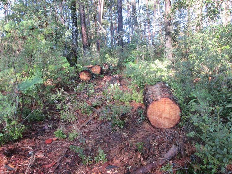 Tala clandestina afecta a 17 ejidos de Tlahuapan: Regidor