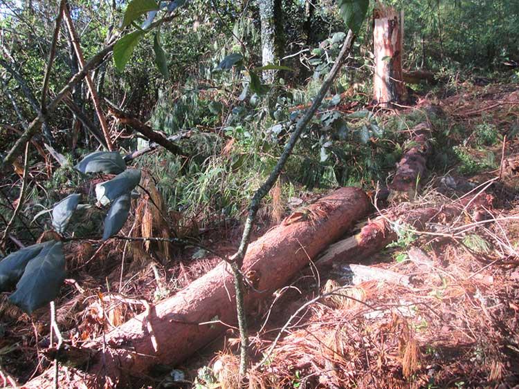 Denuncian tala clandestina de 300 árboles en Ahuazotepec