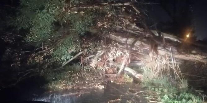 Caída de árboles por lluvias dañan casas y caminos en Atlixco