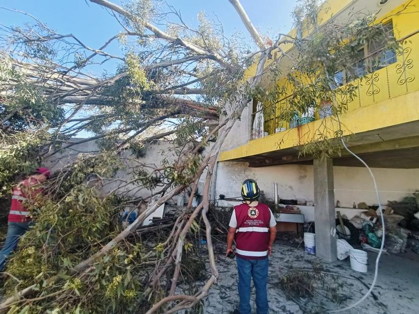 Rachas de viento dejan 27 árboles caídos en el estado de Puebla