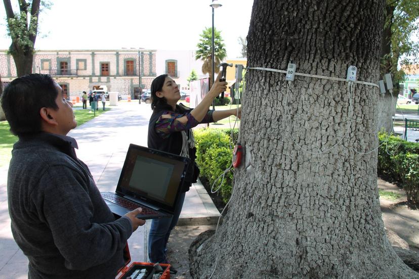 Inicia poda y retiro de árboles secos en San Pedro Cholula