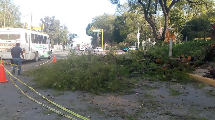 Plaga de hongo negro sigue afectando a árboles de Tehuacán