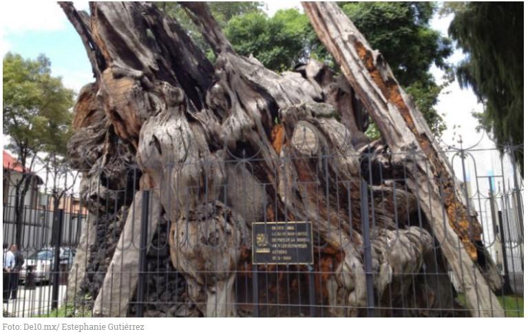 El árbol de la Noche Triste está en Cancún