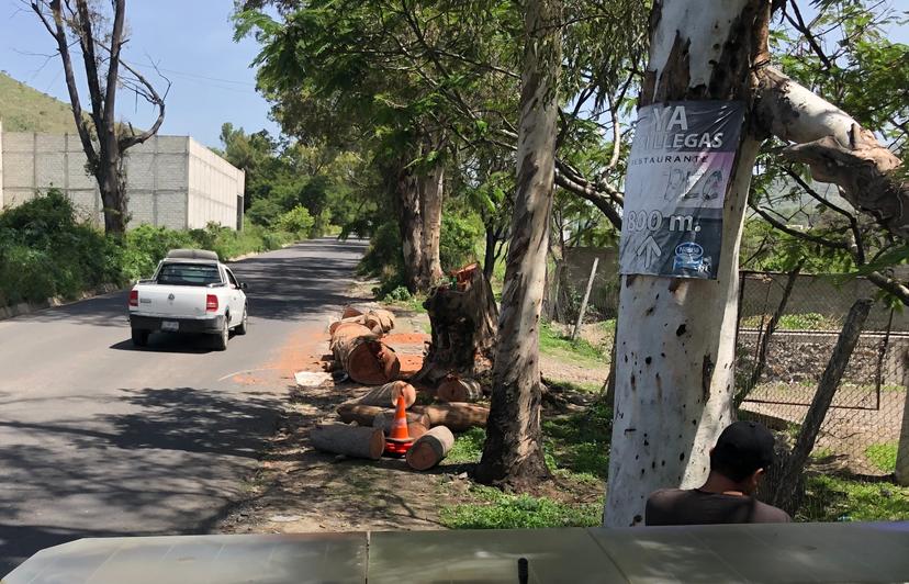 Arboles viejos en carretera Atlixco- Metepec preocupa a lugareños