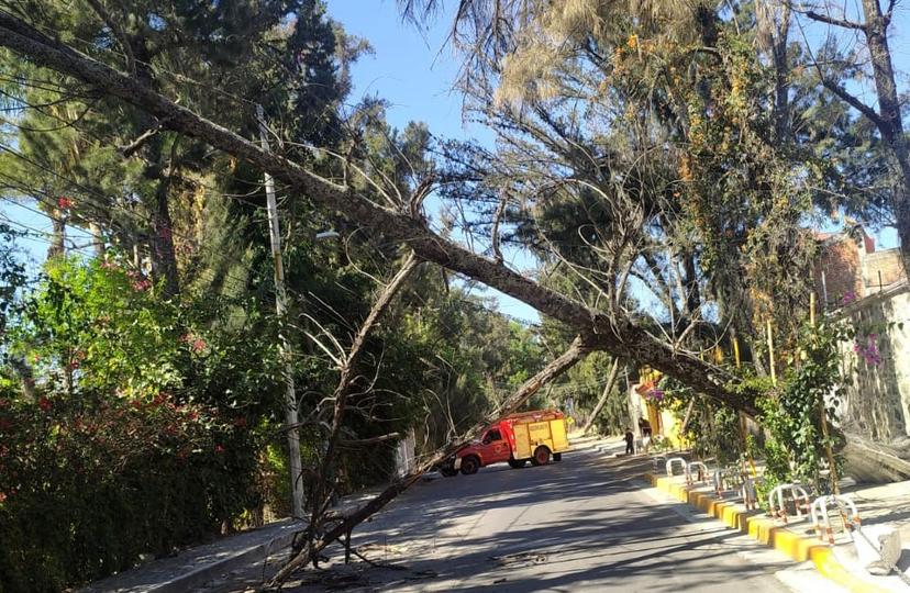 Cae enorme árbol en la junta auxiliar de San Diego Acapulco en Atlixco