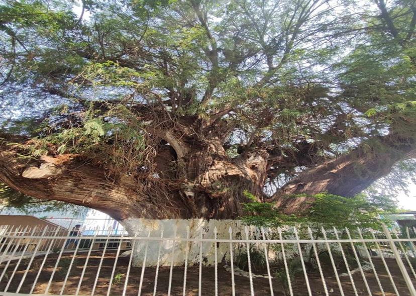 Ahuehuete de San Lorenzo Teotipilco en Tehuacán está en buenas condiciones