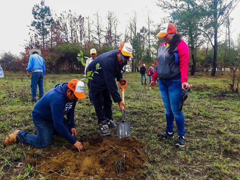 Universidades y colectivos reforestan Atlixco