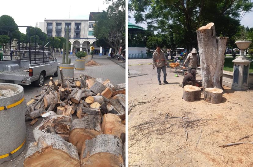 Plaga de hongo negro obliga a derribar árboles en Tehuacán