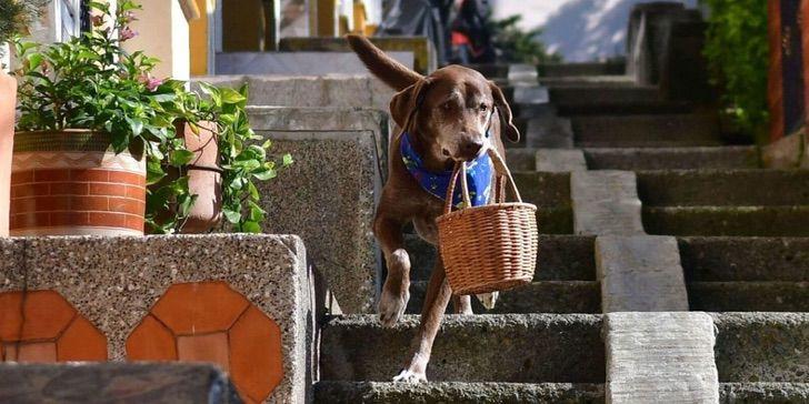 Asaltan a perrito repartidor, le quitaron el mandado y su canastita