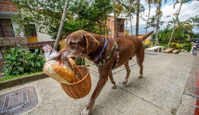 Asaltan a perrito repartidor, le quitaron el mandado y su canastita