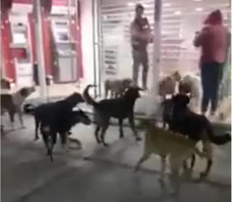 Otro ataque más de perros ahora en Rafael Lara Grajales