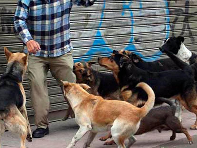 Muere hombre al ser atacado por perros en Xochiltepec 