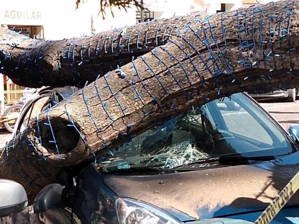 Cae enorme árbol sobre auto estacionado en zócalo de Atlixco