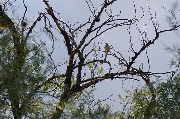 Ciudadanos cuidan la fauna de Tecamachalco ante recientes incendios