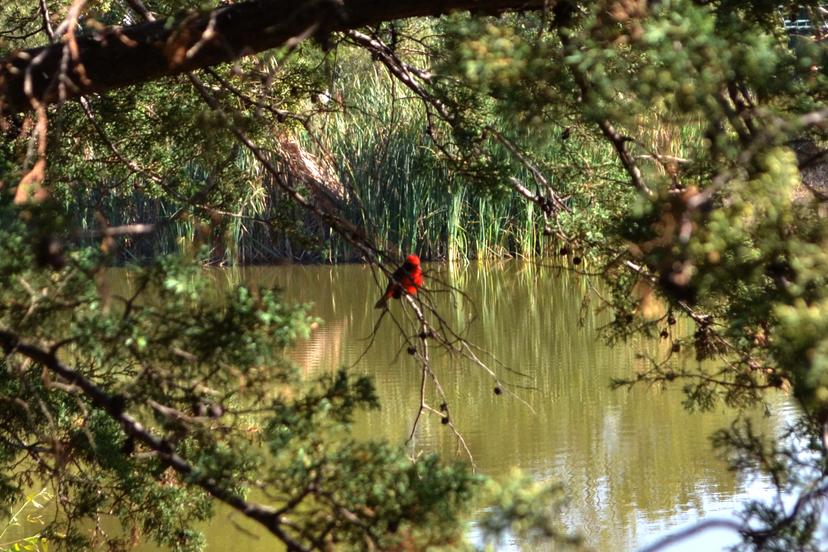 CU es refugio para aves en zona metropolitana de Puebla