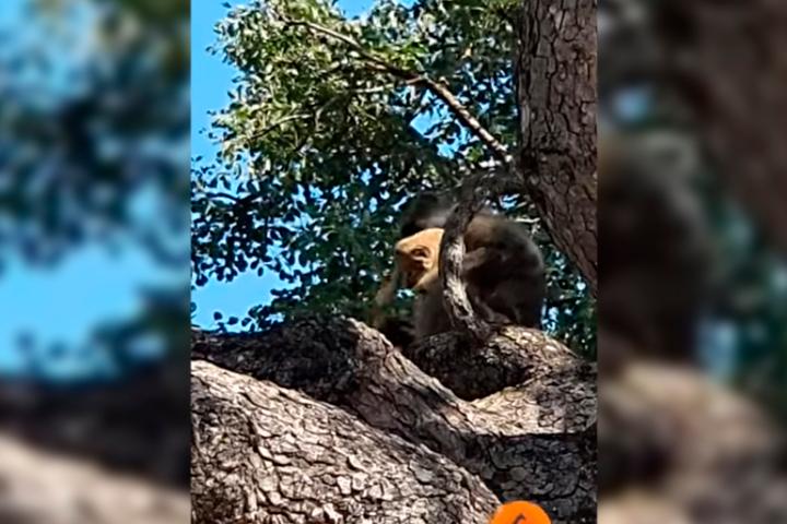 VIDEO Babuino se roba cachorro de León, al estilo El Rey León