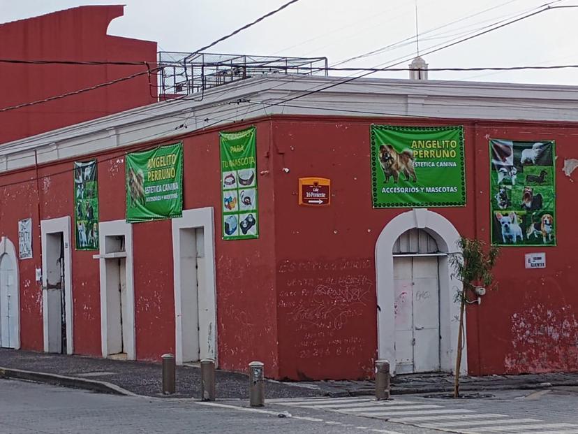 VIDEO Denuncian que estética canina baña perros con detergente para trastes