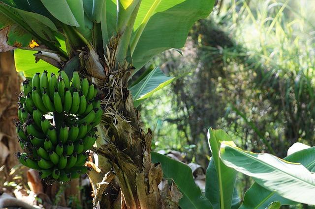 Pierden en Tabasco 50% de plantíos de plátano por lluvias