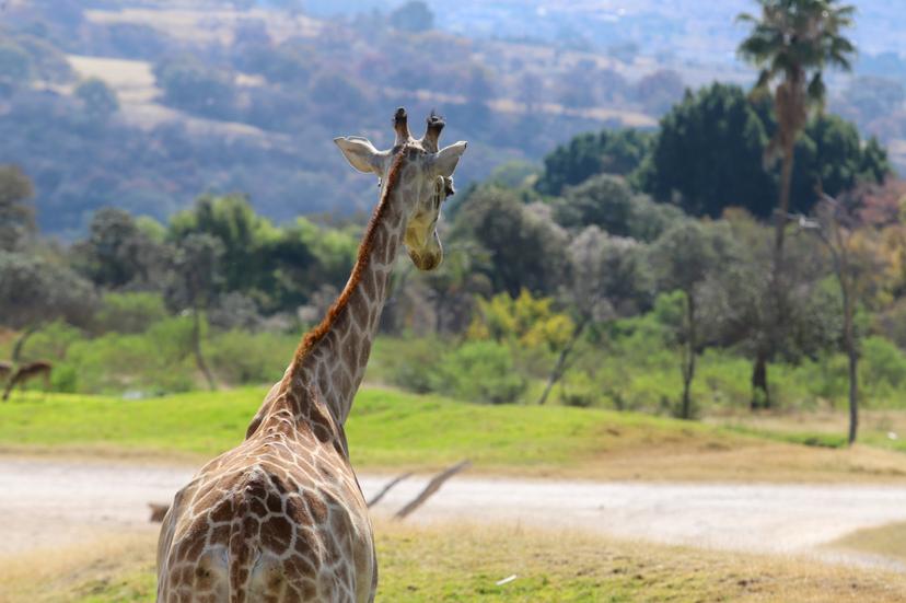 Benito conocerá a la manada de Africam Safari este sábado