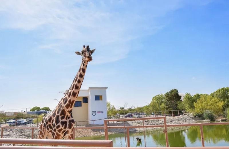 Africam Safari espera luz verde de Profepa para para recibir a Benito