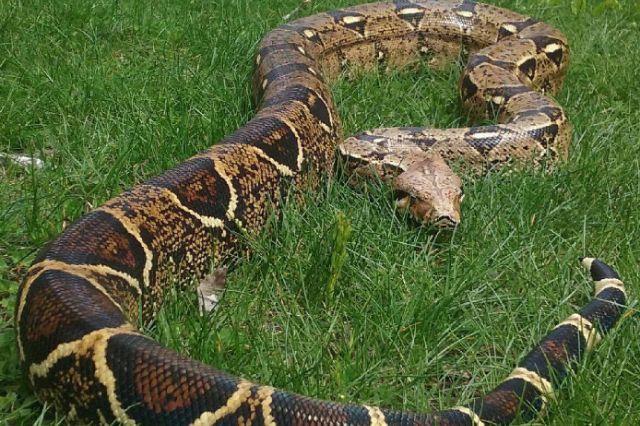 Boa constrictor sorprende a habitantes de Coxcatlán